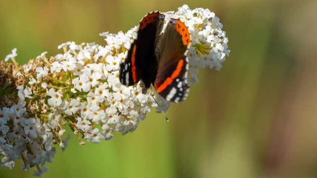 close-up of a Red Admiral butterfly (Vanessa atalanta) feeding on a buddleja davidii (white profusion) butterfly bush, Wiltshire UK