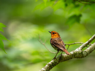 森の中で水浴びの後に枝に飛び乗ったコマドリの雄