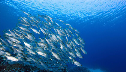 Underwater School of Silverfish Swimming in Blue Ocean and Copy Space