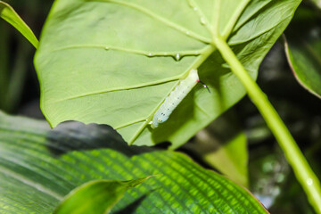 selective focus with flash, green caterpillars are eating leaves hiding under decorative taro leaves in the garden in the afternoon