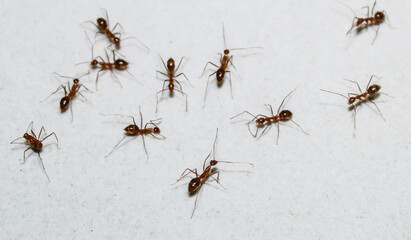 selective focus worker ants are chatting or discussing or having a meeting and their supervisor is monitoring the work of other worker ants who are working together symbolizing team work and managers