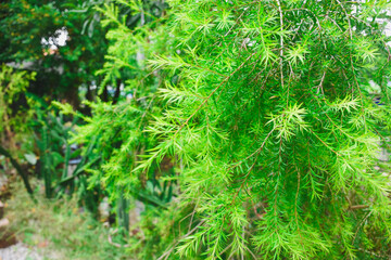 Fototapeta premium Fresh green leaves nature background