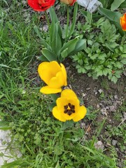 red yellow whatie blooming flowers