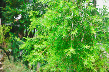 Fresh green leaves nature background