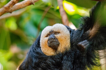 Blick eines Weißgesicht-Sakis im Tierpark Nürnberg