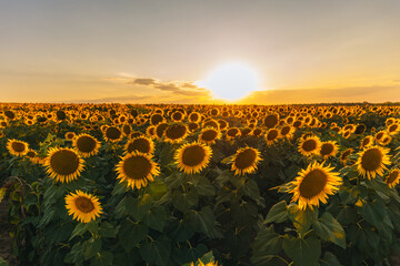 Obraz premium An endless field of sunflowers stretches to the horizon, creating the illusion of infinity. A field of sunflowers against the backdrop of sunset or sunrise. Close-up. Bright yellow flowers.