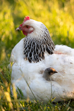 Deux poussins se cachent dans les plumes d'une poule Sussex pour se prot&eacute;ger. Sc&egrave;ne ensoleill&eacute;e dans le poulailler ext&eacute;rieur.