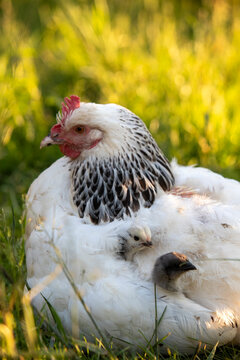 Deux poussins se cachent dans les plumes d'une poule Sussex pour se prot&eacute;ger. Sc&egrave;ne ensoleill&eacute;e dans le poulailler ext&eacute;rieur.