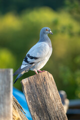 Gros plan d'un pigeon domestique en entier, perché sur une poutre en bois. Lumière douce de fin d'après midi d'été.