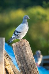 Gros plan d'un pigeon domestique en entier, perché sur une poutre en bois. Lumière douce de fin d'après midi d'été.