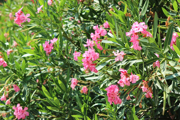 Pink oleander in the garden