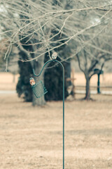 Female bluebird on bird feeder