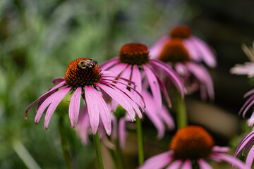 Purple Coneflower with Bee