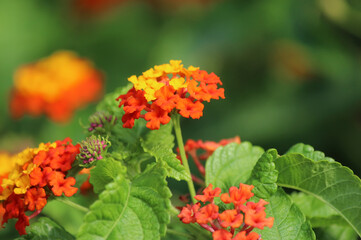 Lantana flower in the garden