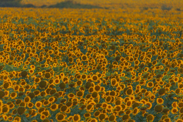 An endless field of sunflowers stretches to the horizon, creating the illusion of infinity. A field of sunflowers against the backdrop of sunset or sunrise. Close-up. Bright yellow flowers.