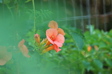 Chinese trumpet creeper flower (Campis grandiflora)