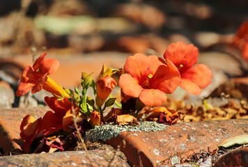 Chinese trumpet creeper flower (Campis grandiflora)