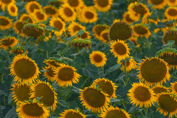 Fototapeta premium An endless field of sunflowers stretches to the horizon, creating the illusion of infinity. A field of sunflowers against the backdrop of sunset or sunrise. Close-up. Bright yellow flowers.