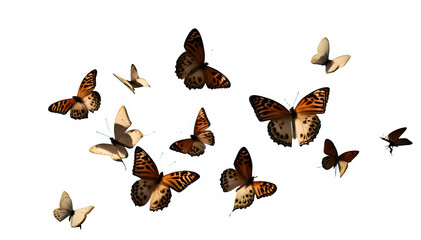 groupe de papillon 12 en vol