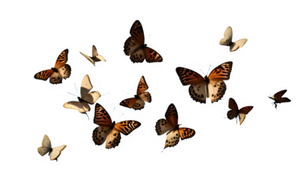 groupe de papillon 12 en vol