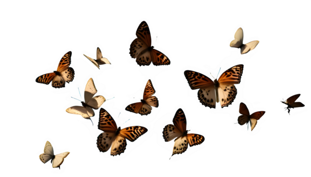 groupe de papillon 12 en vol