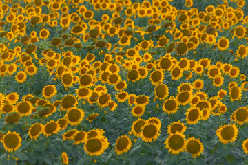 An endless field of sunflowers stretches to the horizon, creating the illusion of infinity. A field of sunflowers against the backdrop of sunset or sunrise. Close-up. Bright yellow flowers.