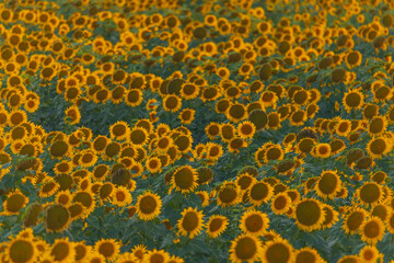 An endless field of sunflowers stretches to the horizon, creating the illusion of infinity. A field of sunflowers against the backdrop of sunset or sunrise. Close-up. Bright yellow flowers.