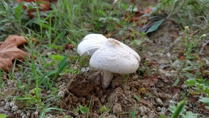 Termitomyces Fungi or fresh white Mushrooms