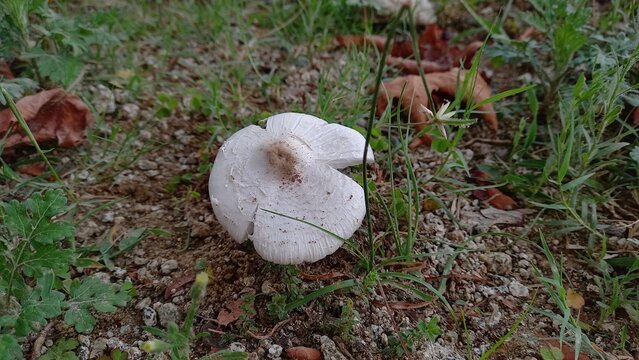 Termitomyces Fungi or fresh white Mushrooms