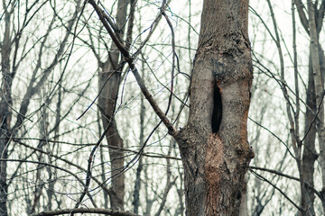Hole in trunk of a tree