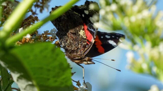 close-up of a Red Admiral butterfly (Vanessa atalanta) feeding on a buddleja davidii (white profusion) butterfly bush, Wiltshire UK