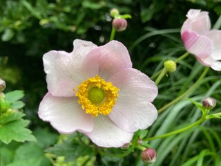 Rosa Anemone blüht im Garten