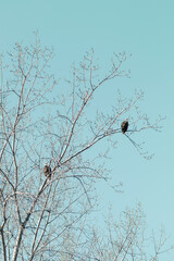 Two bald eagles in a tree