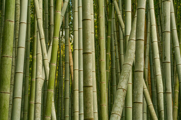 Obraz premium Kyoto, Japan - 4th March 2018 - Tall green bamboo stalks rising in Arashiyama Bamboo Forest during daylight,