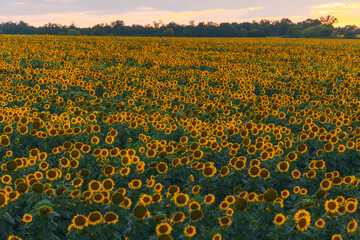 Obraz premium An endless field of sunflowers stretches to the horizon, creating the illusion of infinity. A field of sunflowers against the backdrop of sunset or sunrise. Close-up. Bright yellow flowers.