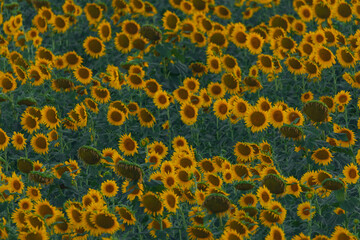 An endless field of sunflowers stretches to the horizon, creating the illusion of infinity. A field of sunflowers against the backdrop of sunset or sunrise. Close-up. Bright yellow flowers.