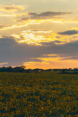 Obraz premium An endless field of sunflowers stretches to the horizon, creating the illusion of infinity. A field of sunflowers against the backdrop of sunset or sunrise. Close-up. Bright yellow flowers.