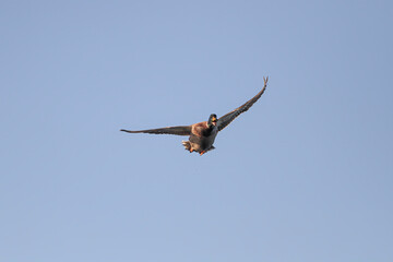 Duck in flight