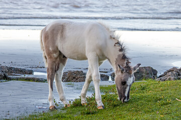 Obraz premium white horse in the water