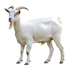 Fototapeta premium Isolated White Goat with Curved Horns, Transparency without Background.