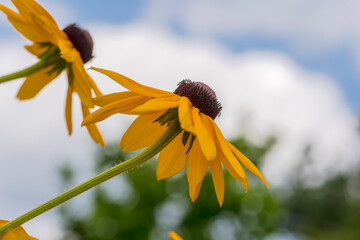 Fotografia - zbliżenie pięknych żółtych kwiatów na tle nieba z chmurami. Ogród latem z pięknie kwitnącymi żółtymi kwiatami.