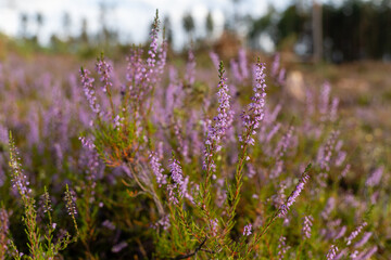 Fototapeta premium Blooming heather (Calluna vulgaris) forms an ecological zone in forest meadows, with vibrant evergreen shrubs that nourish birds like the corncrake across Europe and Asia.