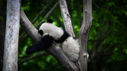 lazy panda sleeping alone in the tree branches