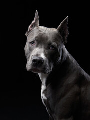 A Pit Bull dog poses with a stoic expression against a black background, its muscular build and...