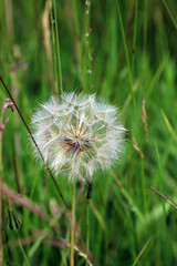 Fototapeta premium Closeup of a Goat's beard seedhead, Derbyshire England 