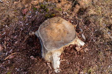 A freshly cut tree stump with clearly visible wood structure and rings is seen amidst the forest floor, surrounded by various forest plants and moss.