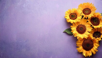 many sunflowers on purple texture background, Flat lay, top view with space for text
