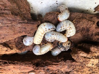 Sago Palm Weevil, also known as the butod, is found on rotting palm wood and is used to cook a delicious traditional dish