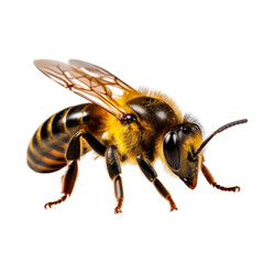 Isolated Honey Bee with Detailed Body Structure and Transparent Wings.