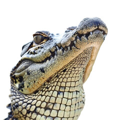Fototapeta premium Isolated New Guinea Crocodile Head Close-Up on White Background.